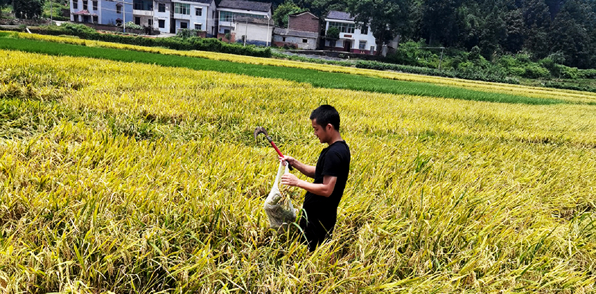 采集水稻樣進(jìn)行檢測(cè)